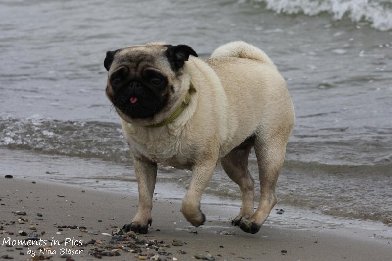 2010-06-26 Arc-en-ciel Arlequin (22).jpg